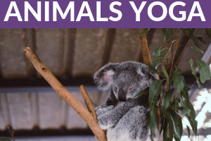 australian animal yoga poses for kids | Kids Yoga Stories
